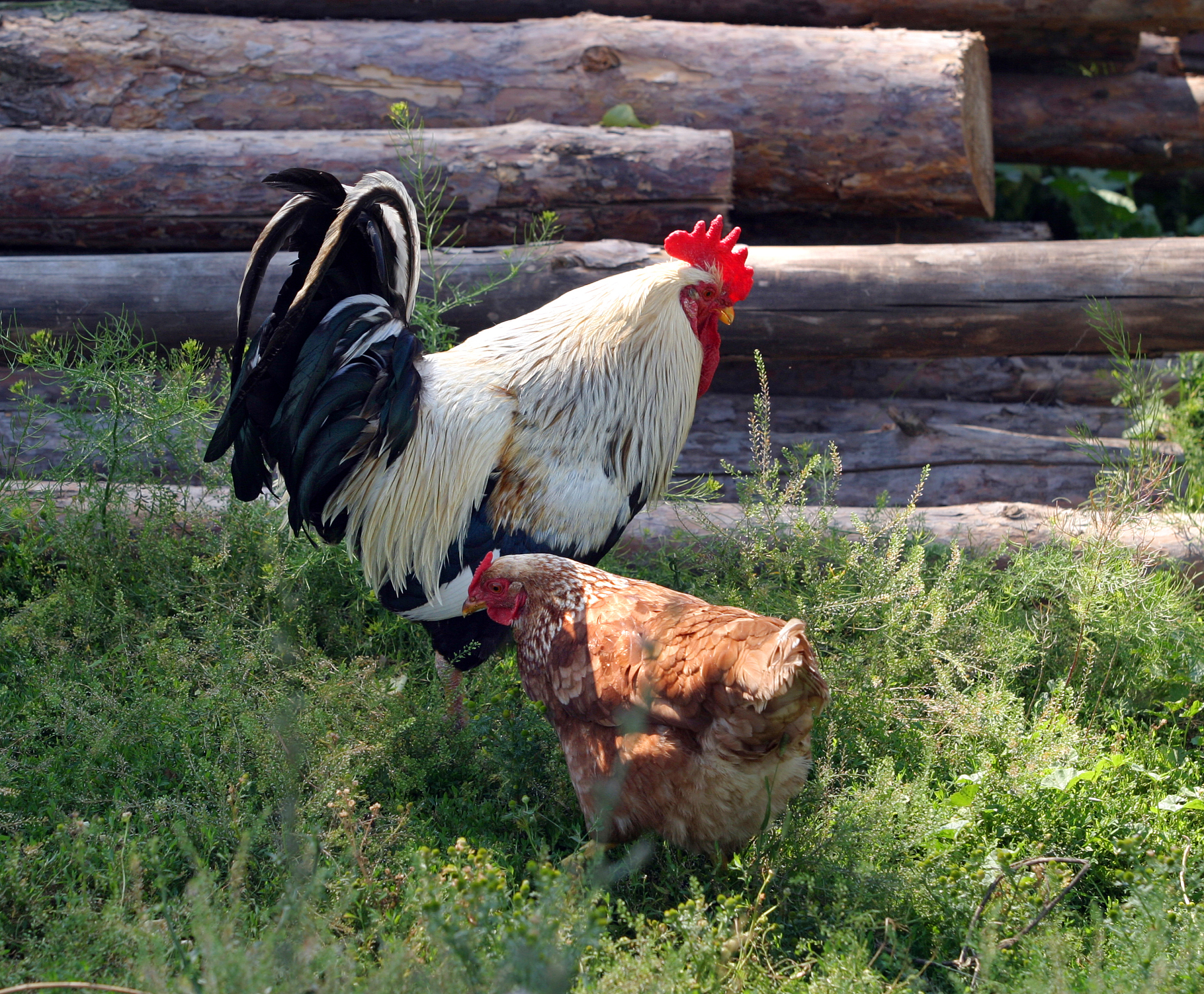 从公鸡的角度看人类：关于自由与尊重的思考