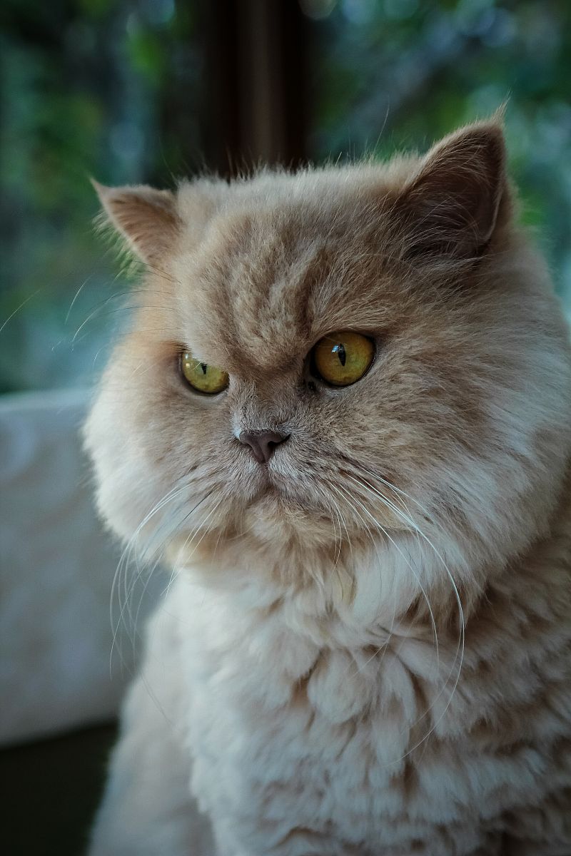 公猫名字大全：好听有寓意，助你找到完美昵称