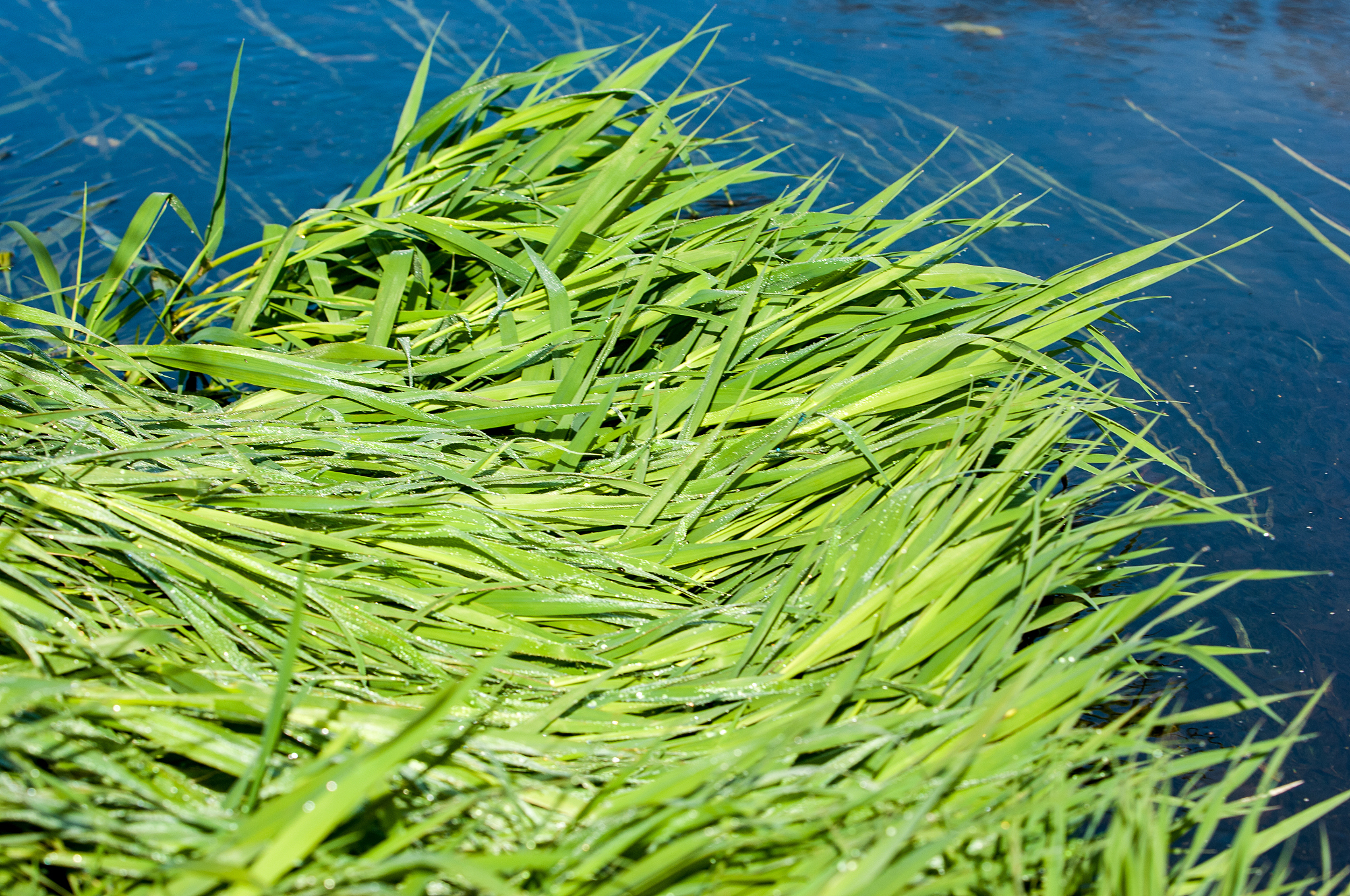 drops of dew on a green grass