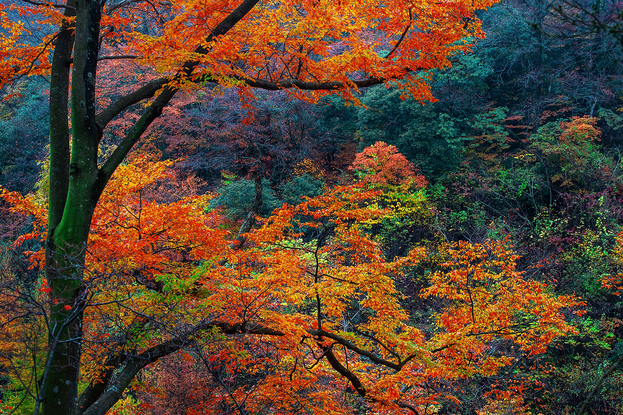 南江县职业中学2019年招生简章 - 优质教育，成就未来