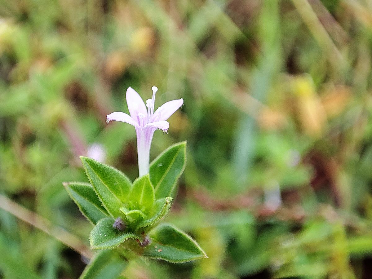 半枝莲的功效与作用及禁忌网用法回
