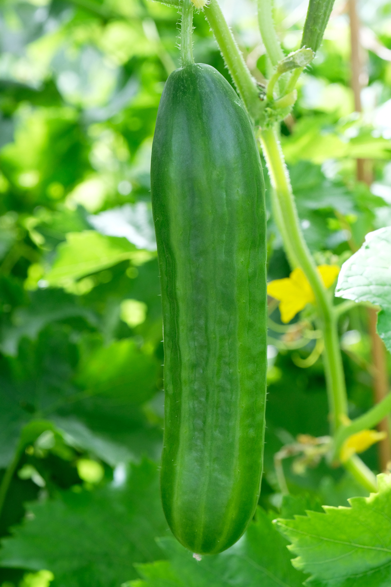 丝瓜能吃吗？营养价值、功效与食用禁忌