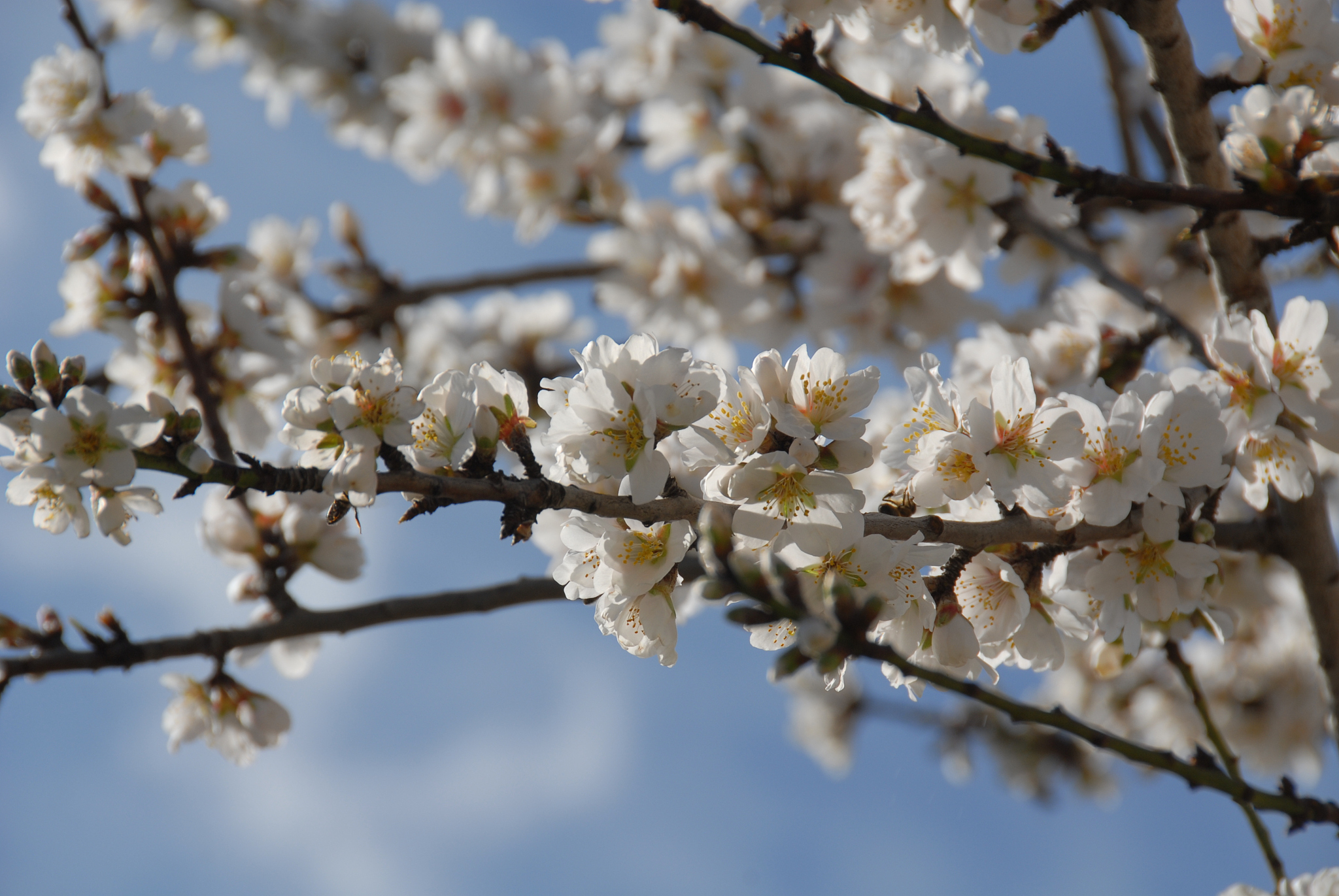 mandelblüte in spanien