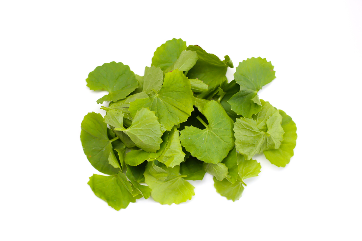 PLANT CELL TISSUE AND ORGAN CULTURE期刊详细简介