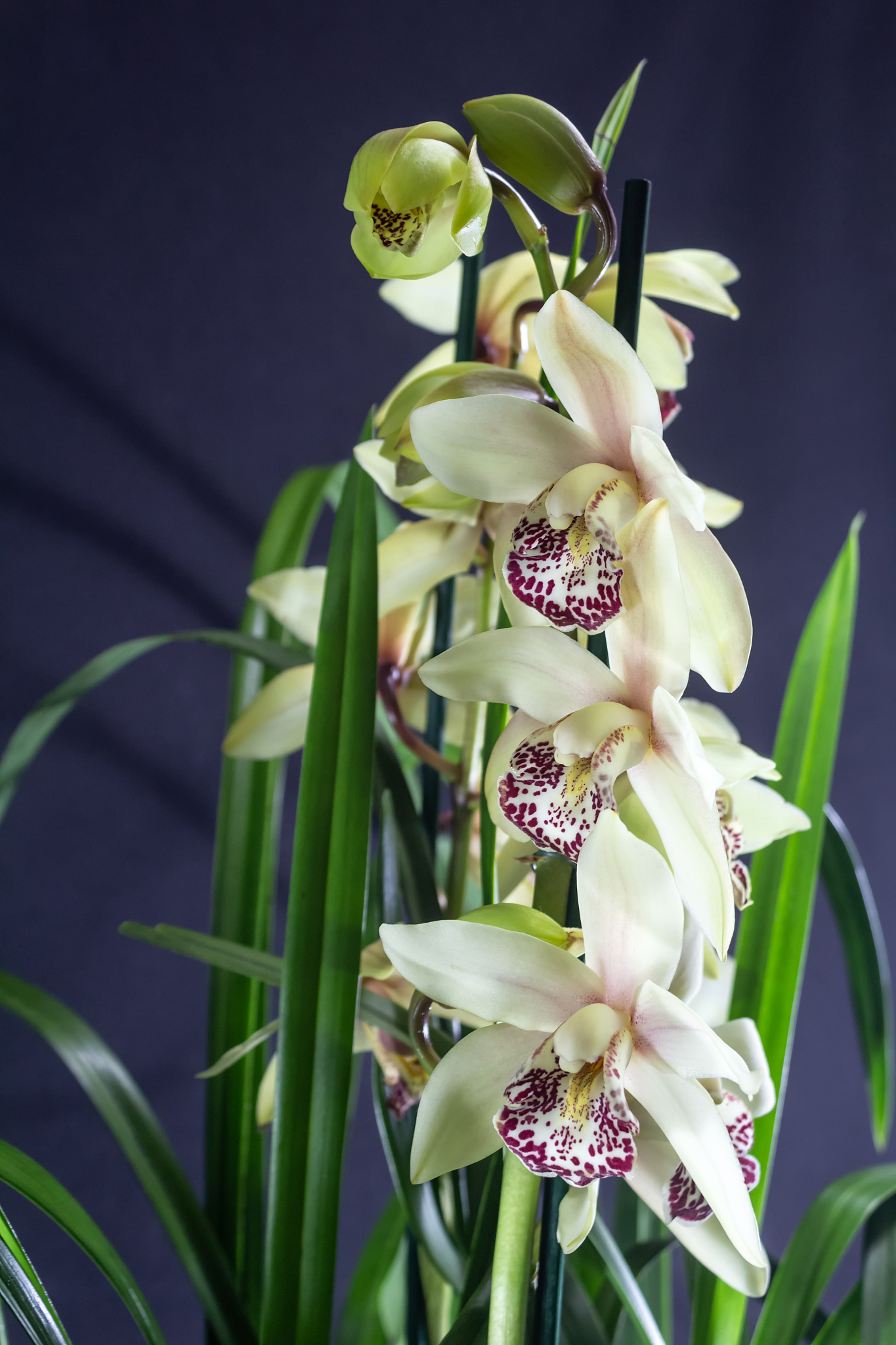 蕙兰中显能进化吗回答加拓展。