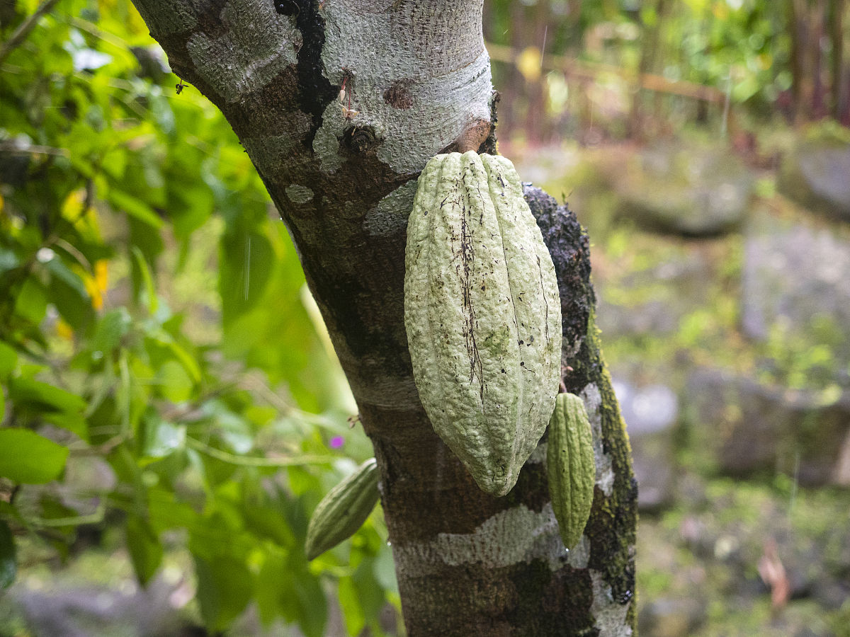 菠萝蜜在北方会冻死吗