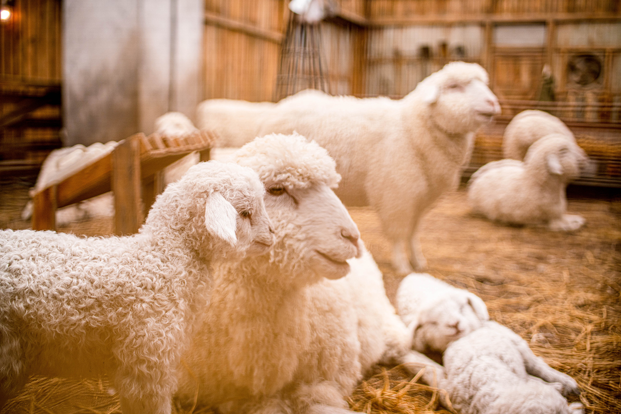 公羊毛凌乱的原因及解决方法