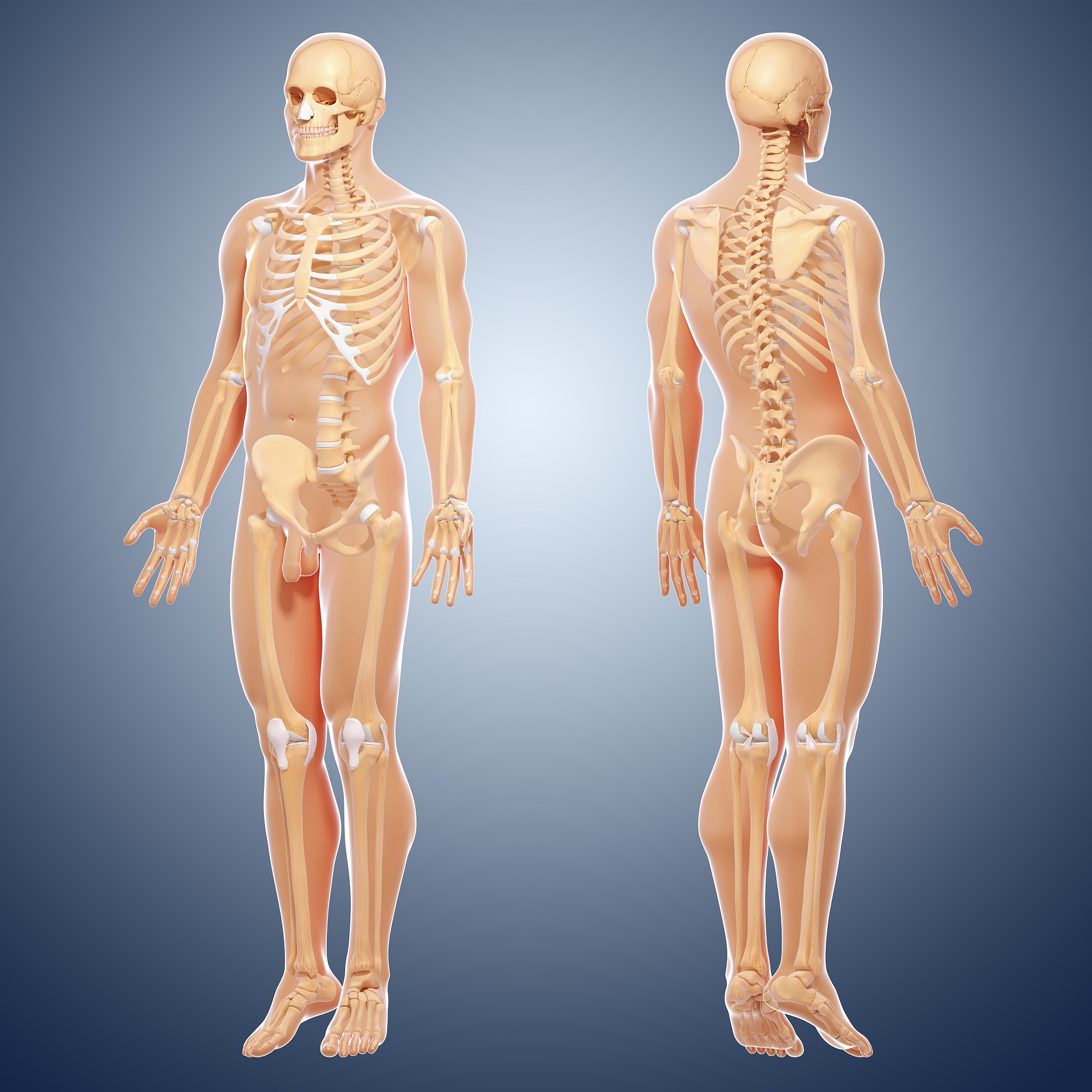 人体骨骼翻译 - 半身骨骼模型