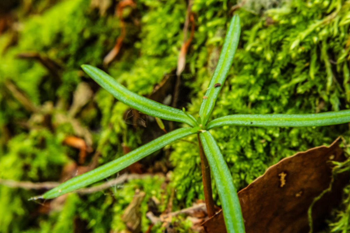 分类事物的关键特征是什么？如何根据事物类型确定特征