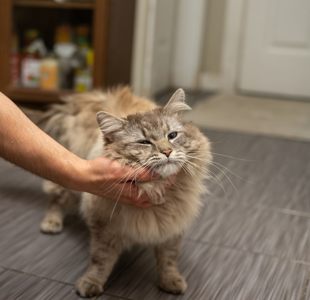 猫咪被摸时的4种'贱'行为，你家猫主子中招了吗？