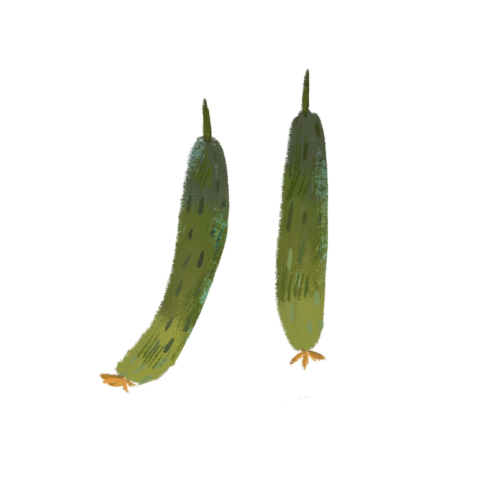 黄瓜的起源于热带潮湿森林地带由于长期处于水肥充足、有机质丰富的土壤和潮湿多雨的环境中形成了根系浅叶片大喜温、喜湿和耐弱光的特征李式军2002。我国是世界上黄瓜生产面积最大、总产量最高的国家。 帮我降重