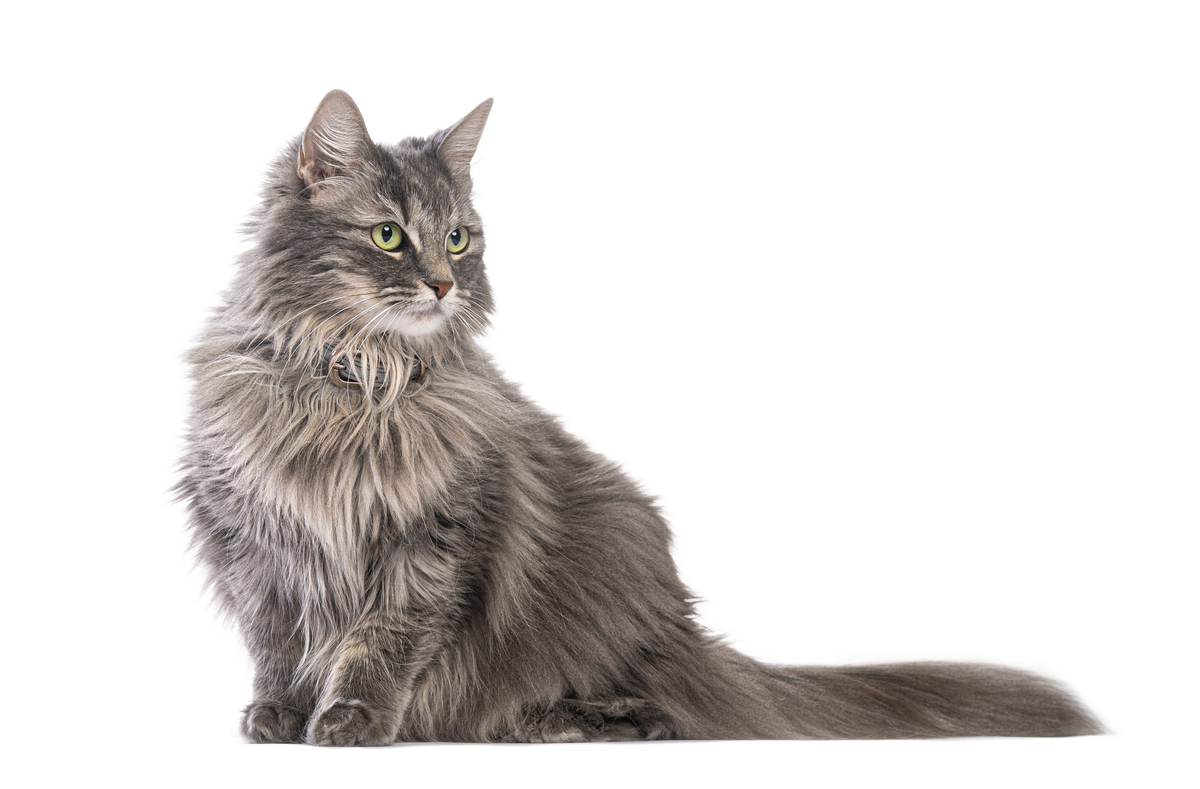 三只猫三天吃三只老鼠九只猫九天吃几只老鼠