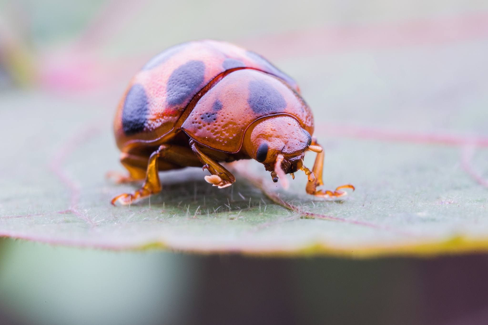 a lady bug on a leaf