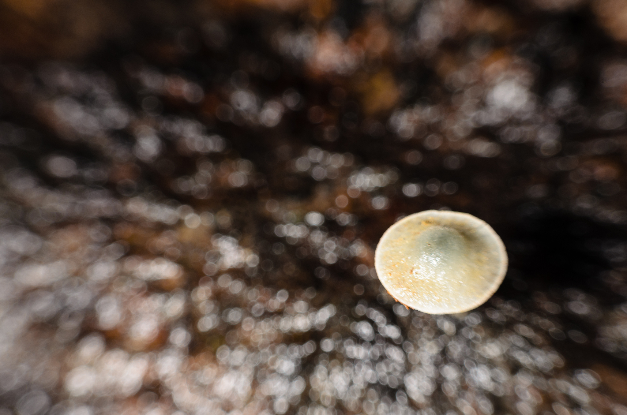 蘑菇出水的原因：为什么你的蘑菇会滴水？