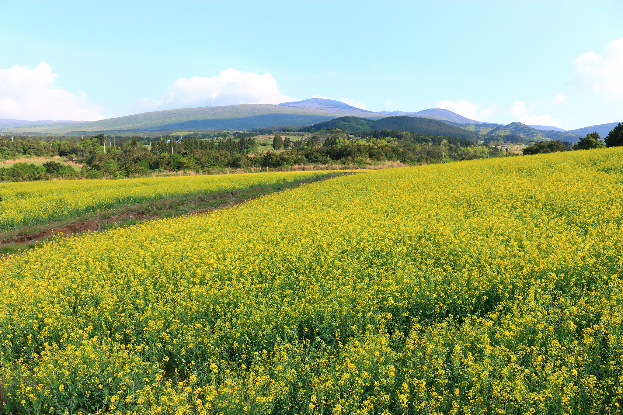 blue barley field, farming, field, field, middle mountain, rape 