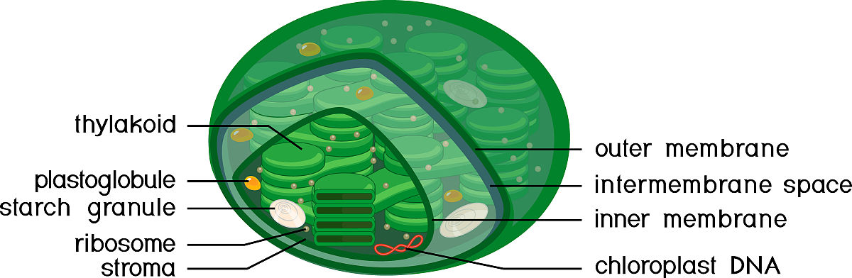 能进行糖异生的组织细胞是