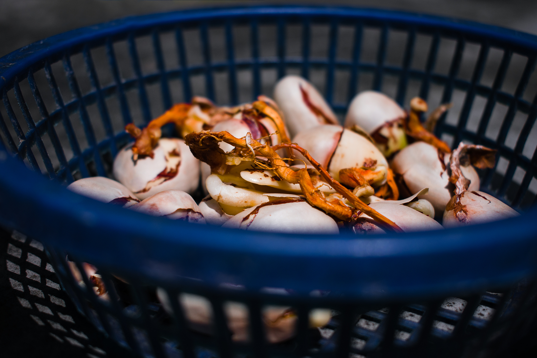 菠萝肉里有褐色的籽，