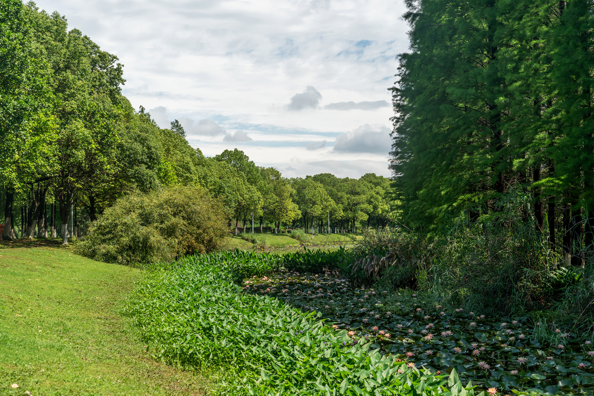 荷兰鹿特丹市政府推行的城市森林计划是什么时候推行的