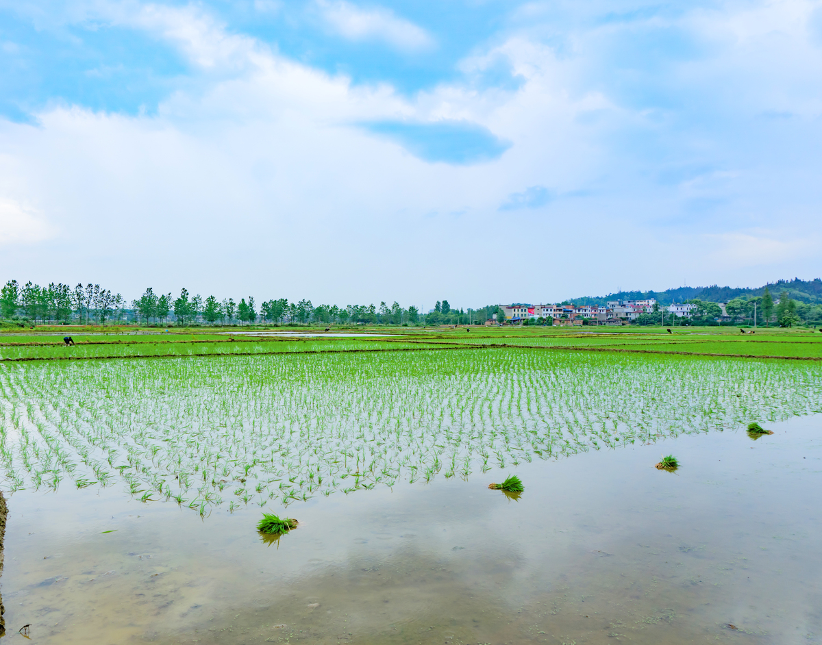 请帮我写1篇不少于800汉字的博客文章语言要幽默风趣。主题是：中国鱼米之乡