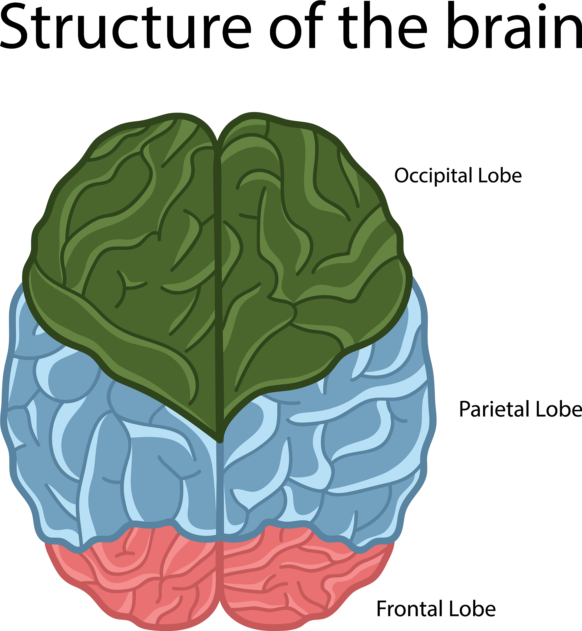 Gut-Brain Axis: How Gut Health Affects Your Brain