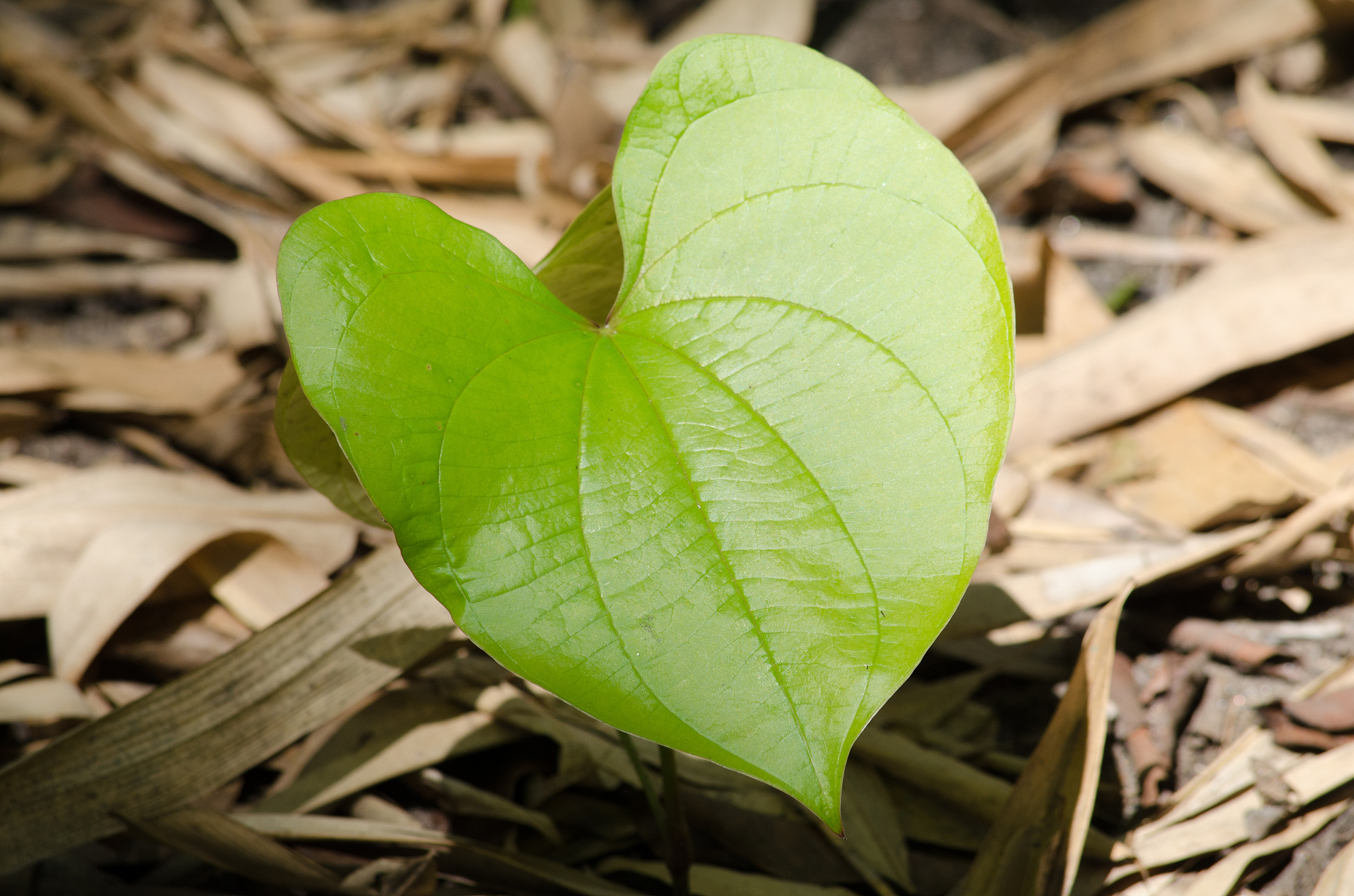 green leaf background