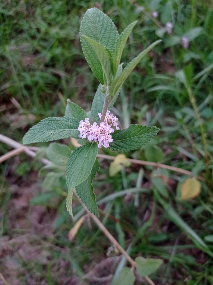 半枝莲的功效与作用及禁忌网用法今