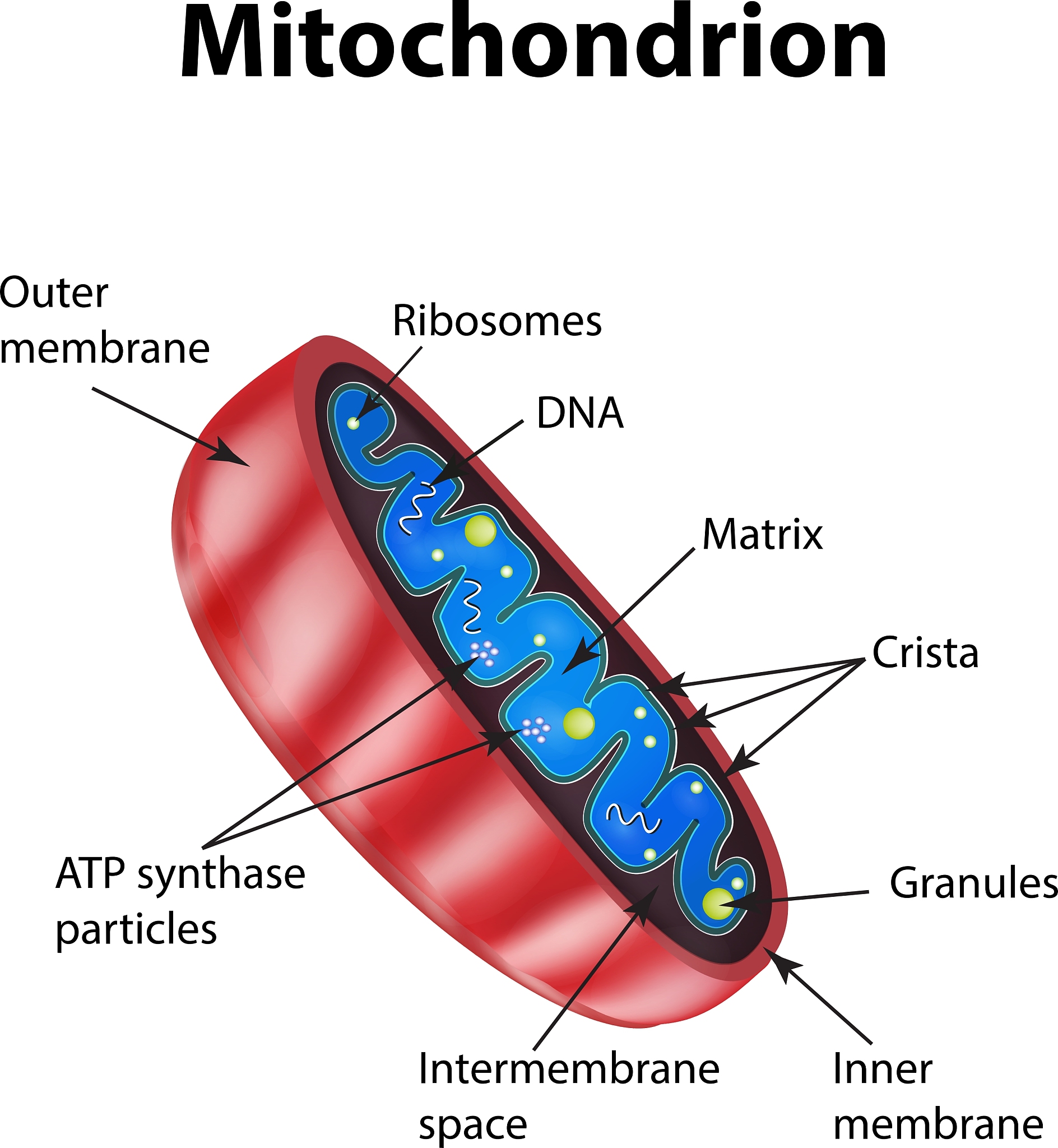 将下列文字翻译为中文并用流畅重写： Although flow cytometry is not as popular in spermatology as in other areas of biology and medicine is increasingly being used in this field 1 2 Spermatozoa similarly to blood c