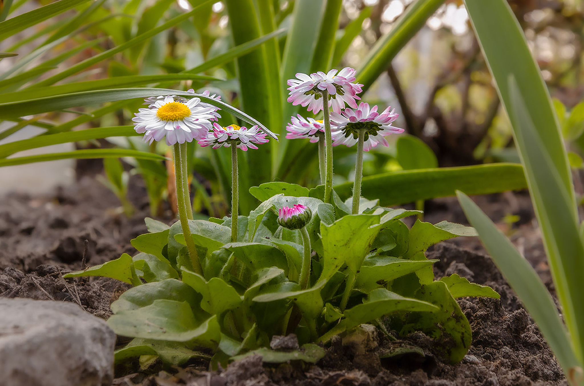 spring flower in the meadow,spring nature background