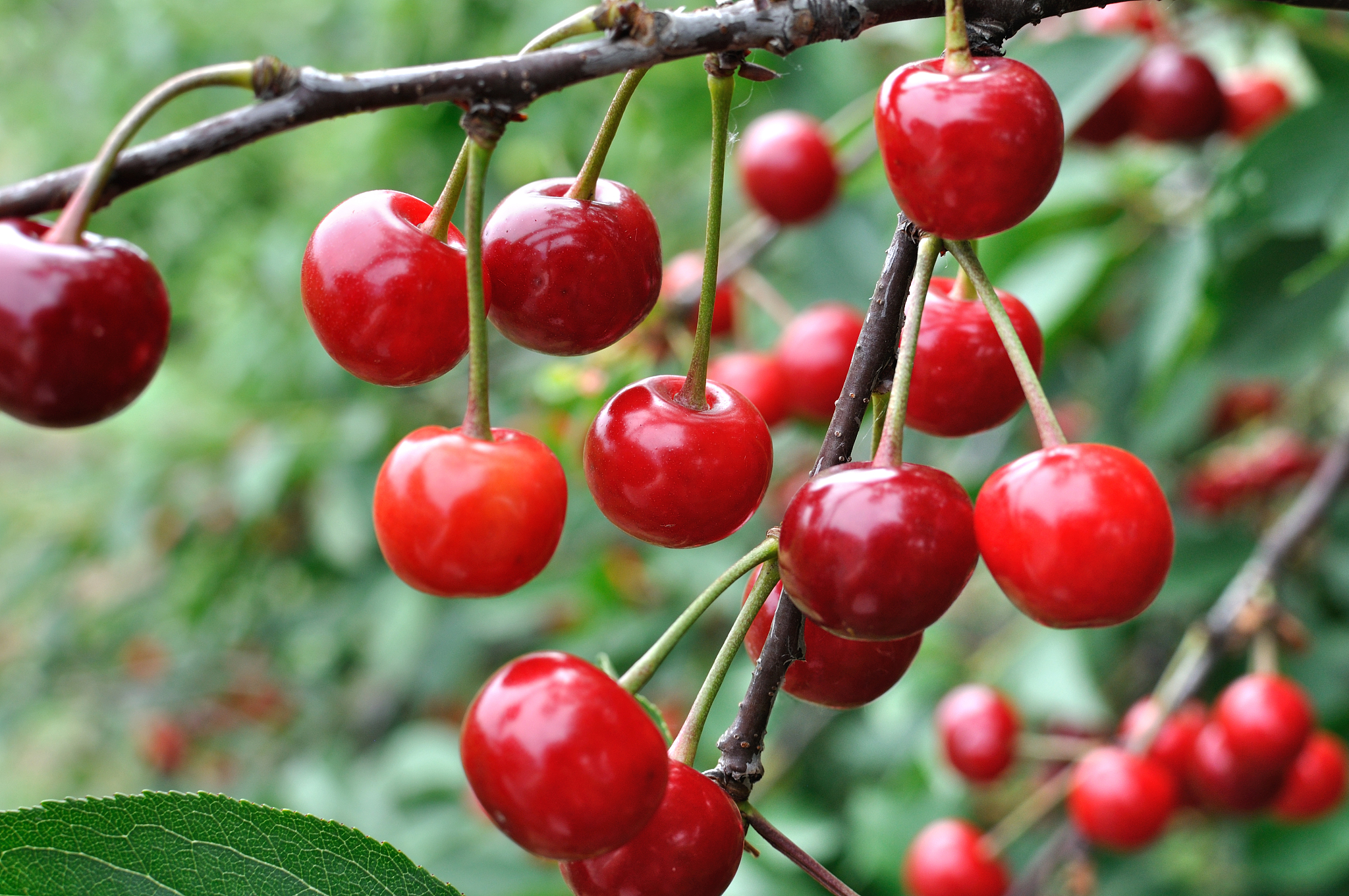 close-up of ripening  cherries