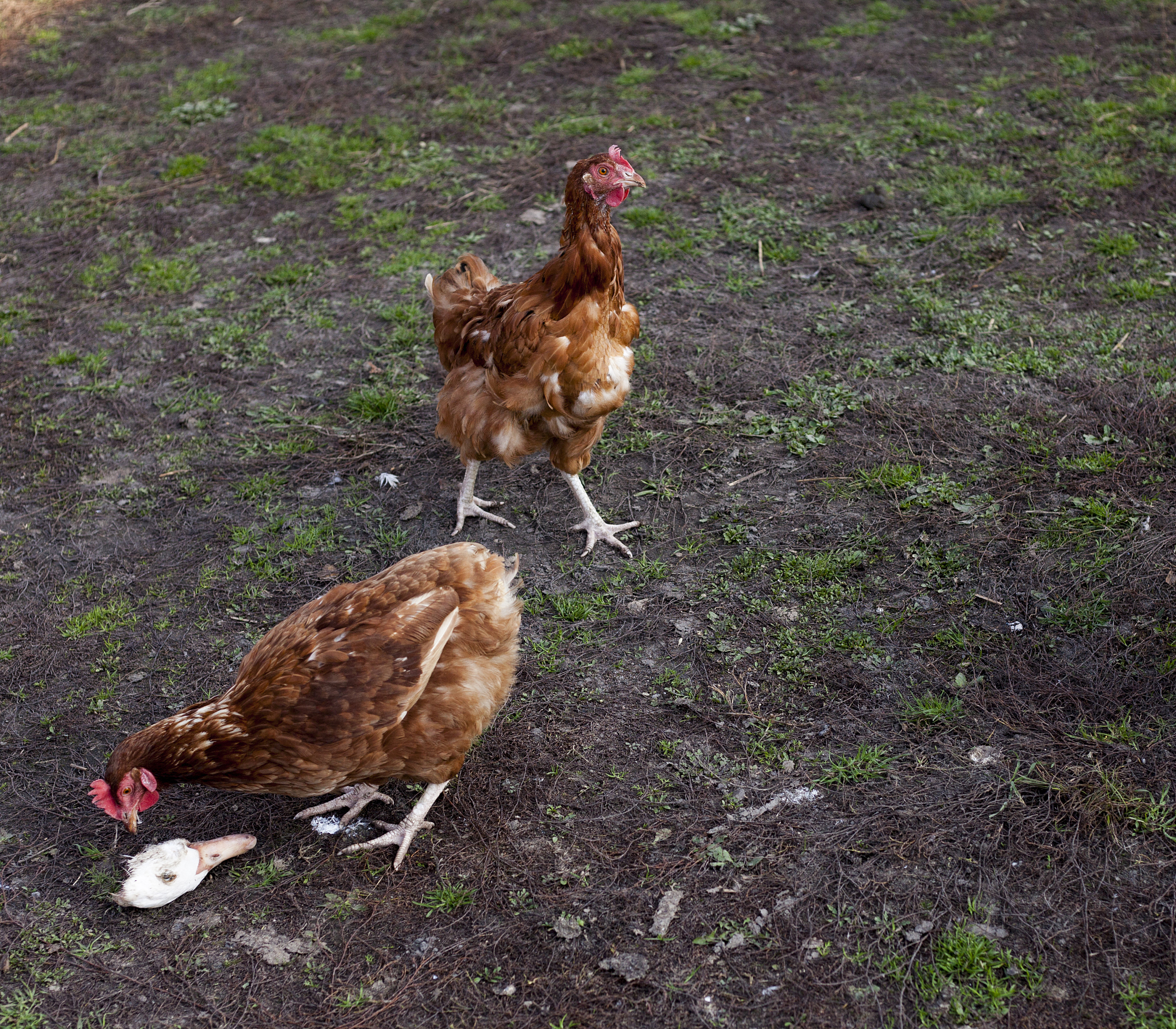 芦丁鸡会自己抱窝孵蛋吗？详细解答！