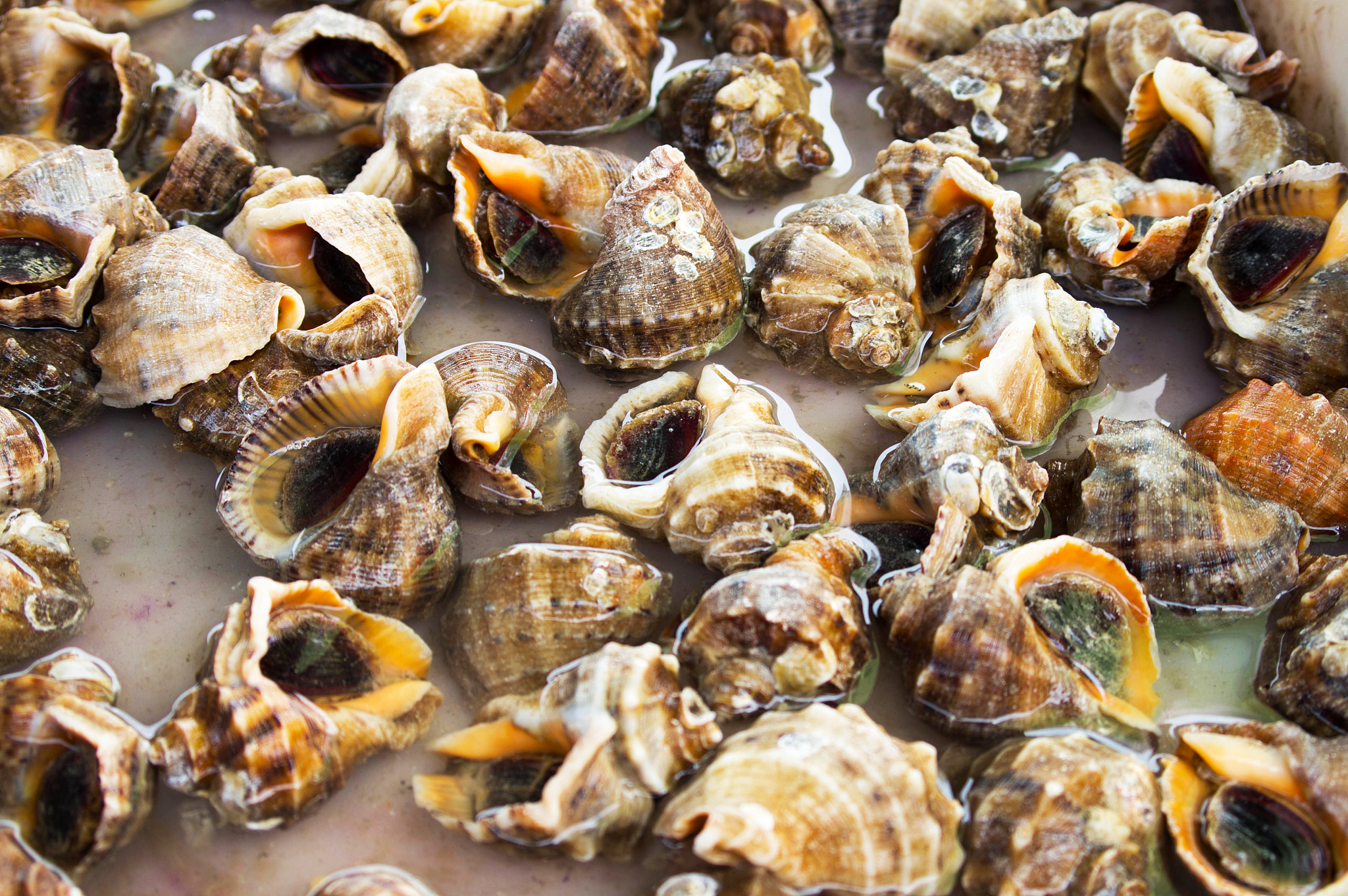 海螺有臭味吗？解答海螺臭味的真相！