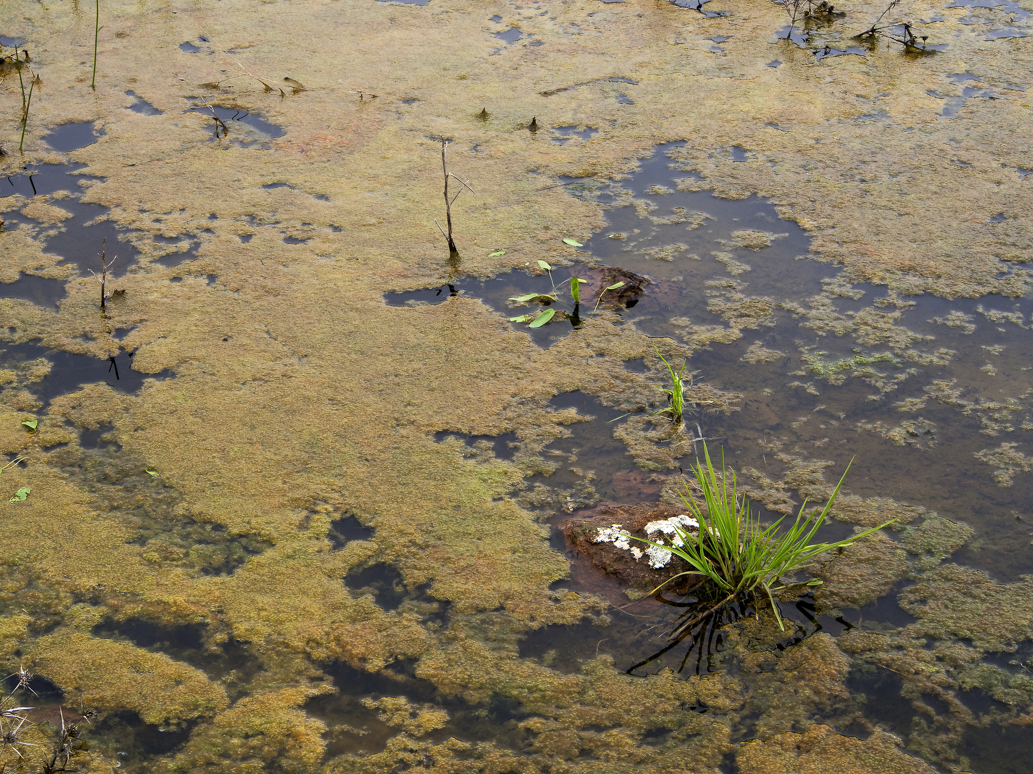 藻类过度繁殖：水污染和生态破坏的元凶