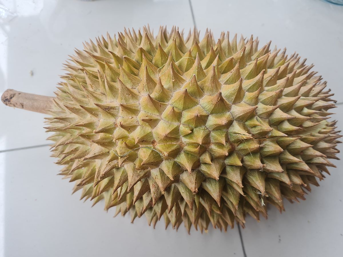 榴莲死包是什么意思？ - 解释网络流行语含义