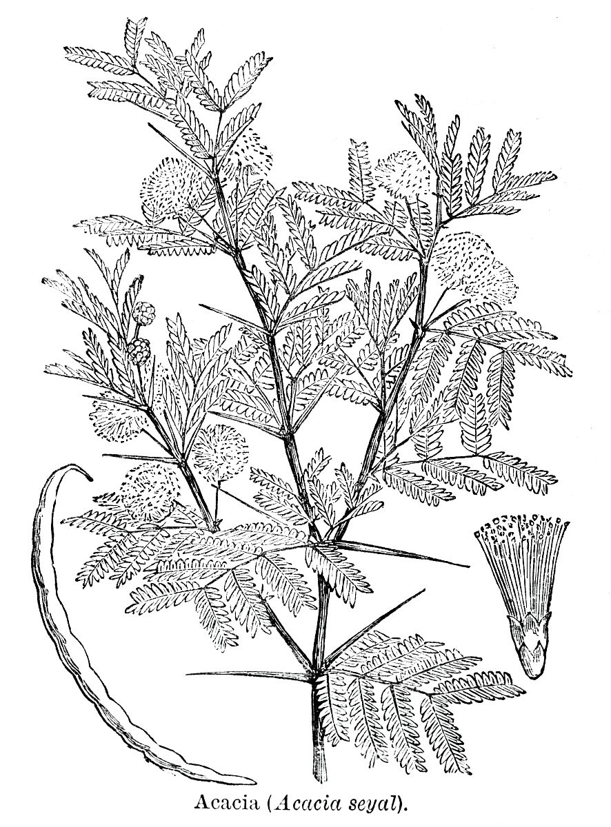 花椒与鞘锈菌互作中的活性氧迸发：特征与抗病性表达