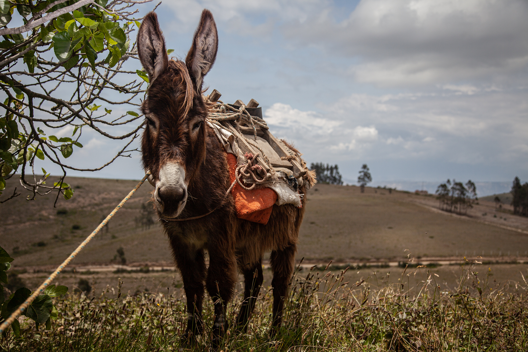 donkey