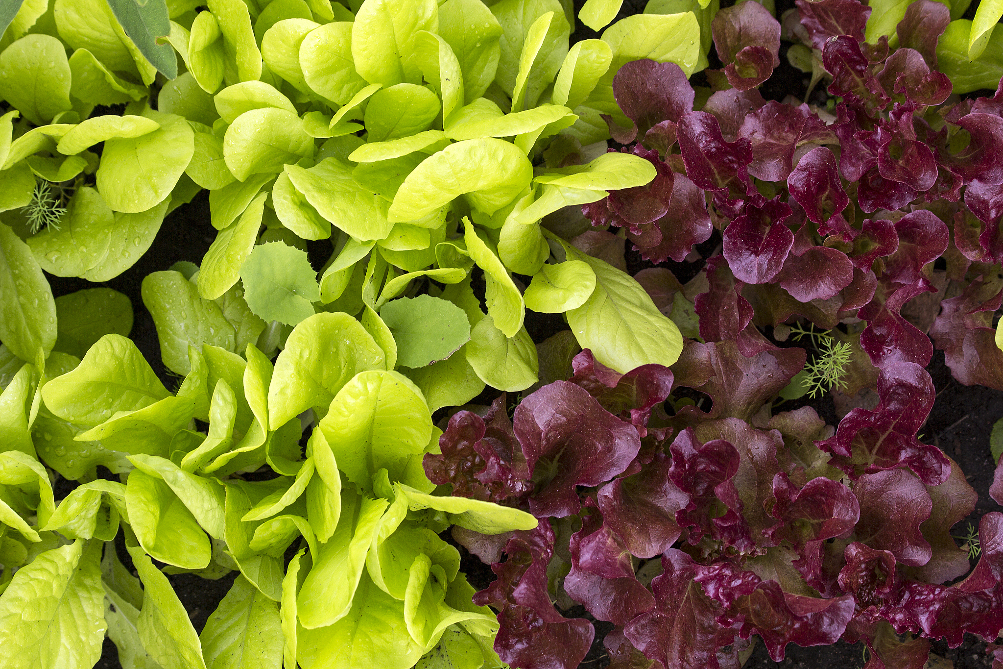 green and red lettuce