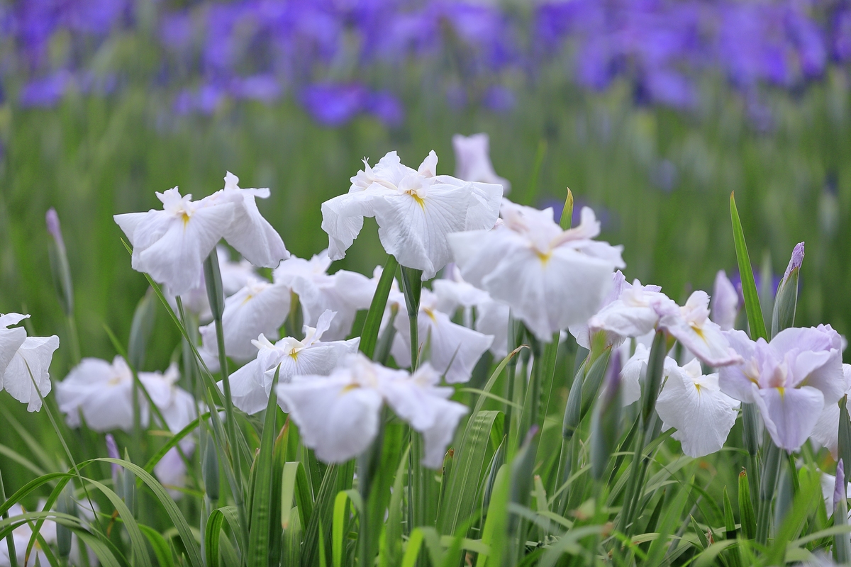 那一缕飘香的记忆 - 童年夏夜的美丽回忆