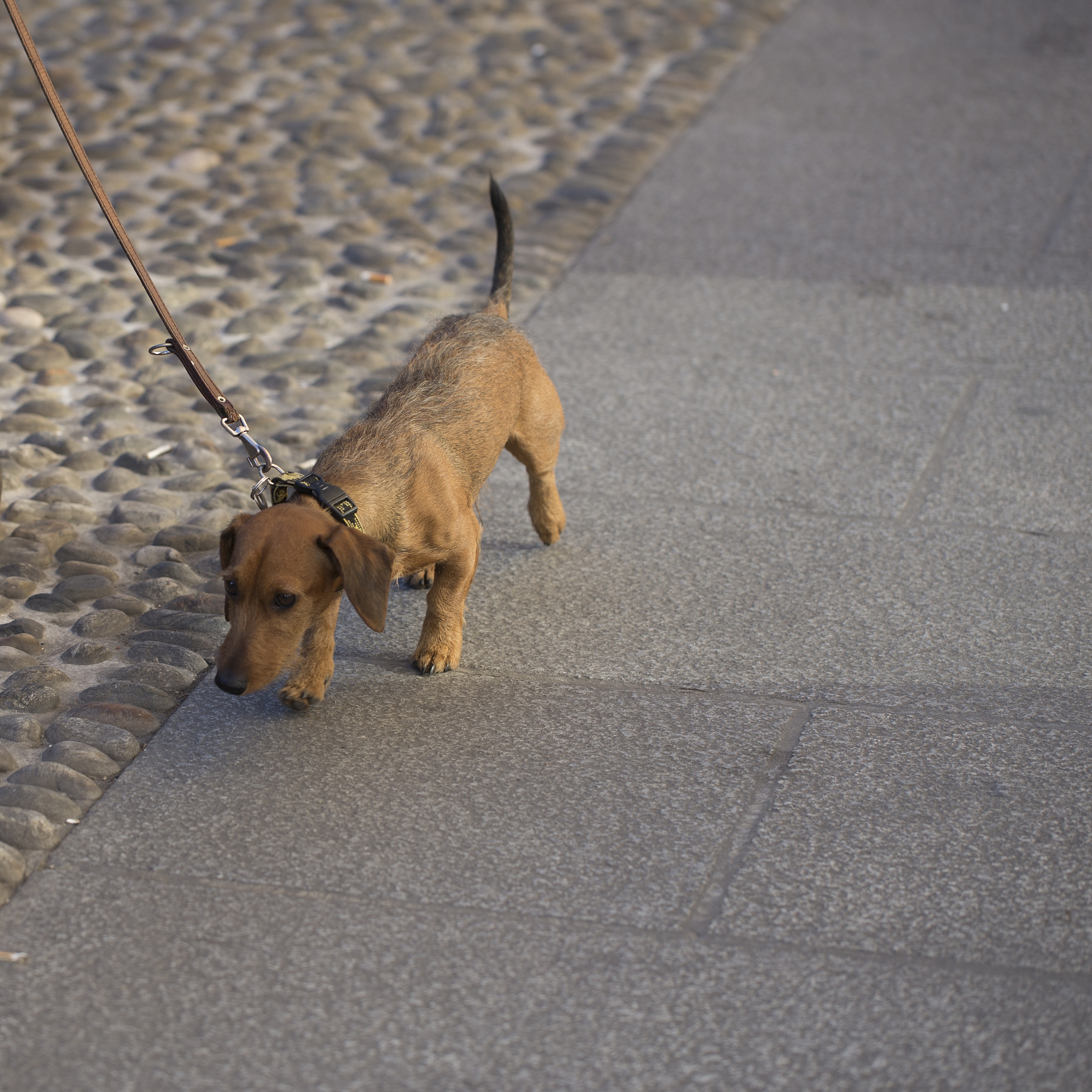 狗狗口吐白沫怎么办？原因分析及应对措施