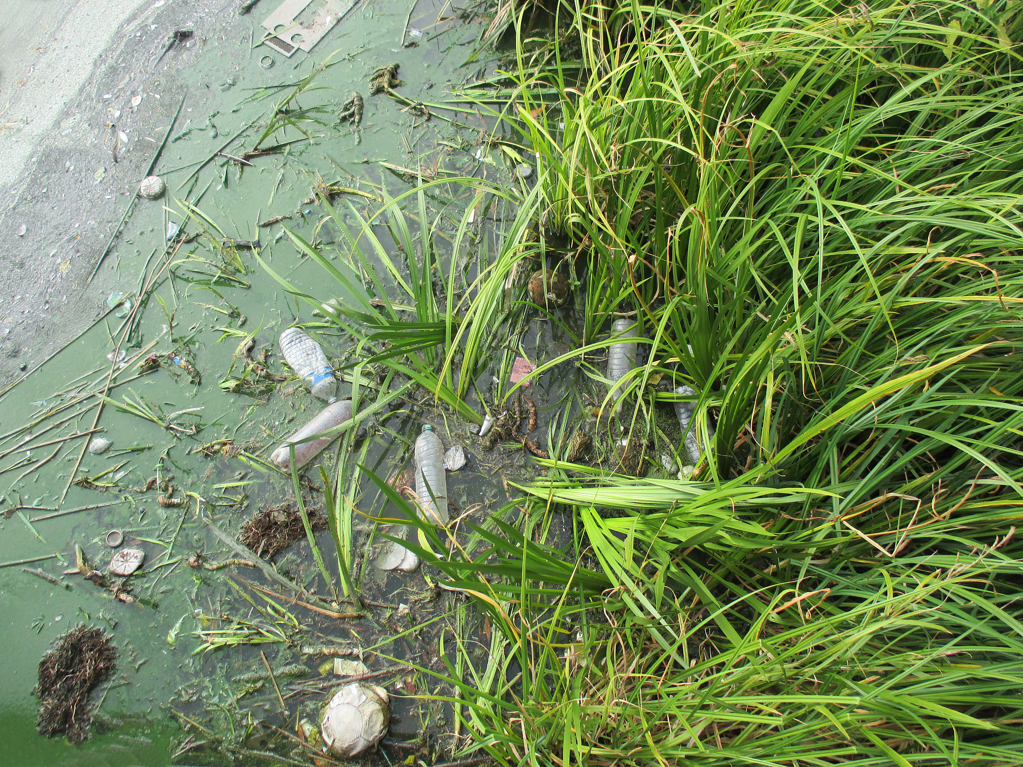 水稻田昆虫群落结构分析：多样性指数及害虫防治