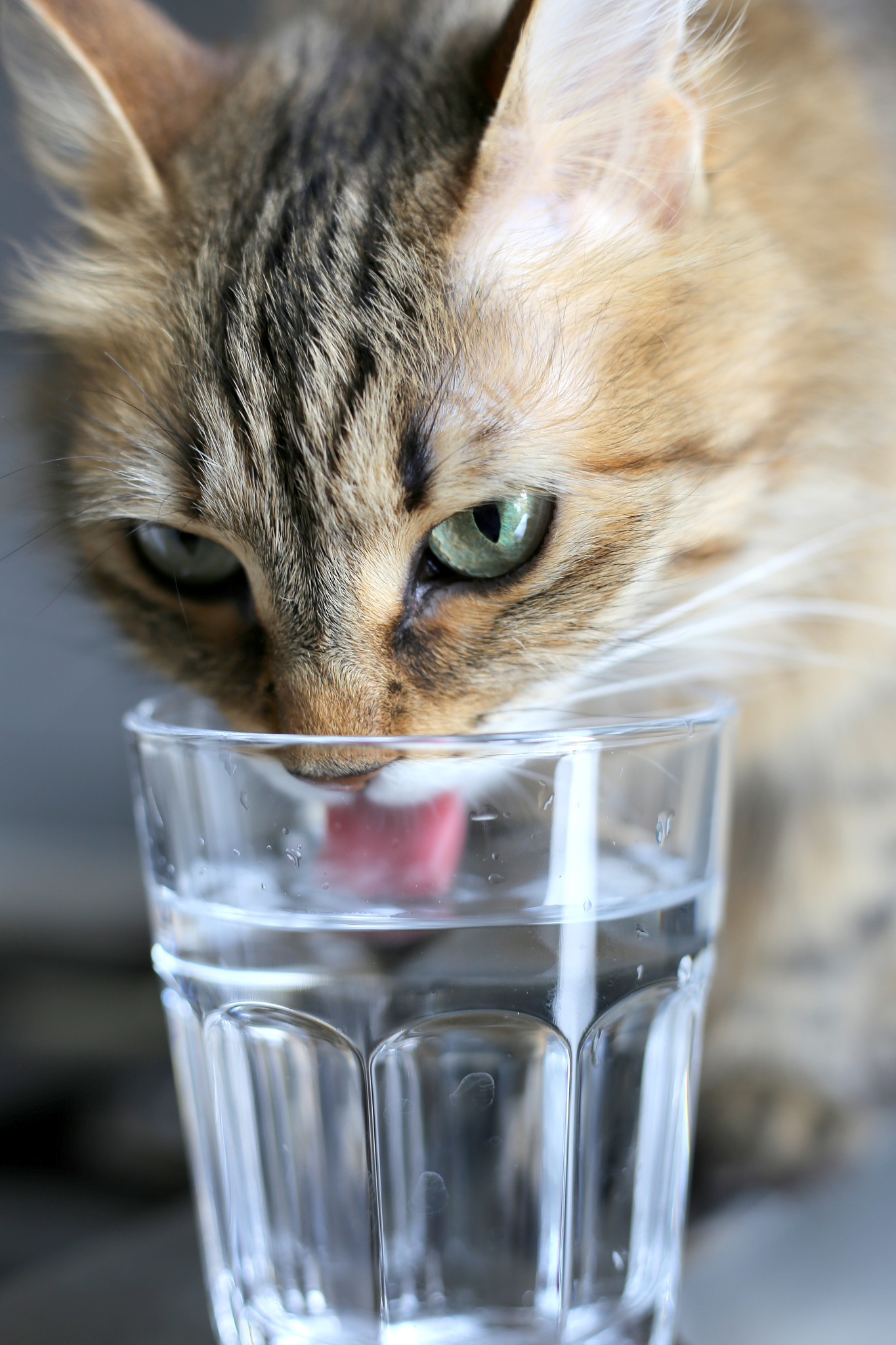 猫能不能喝矿泉水