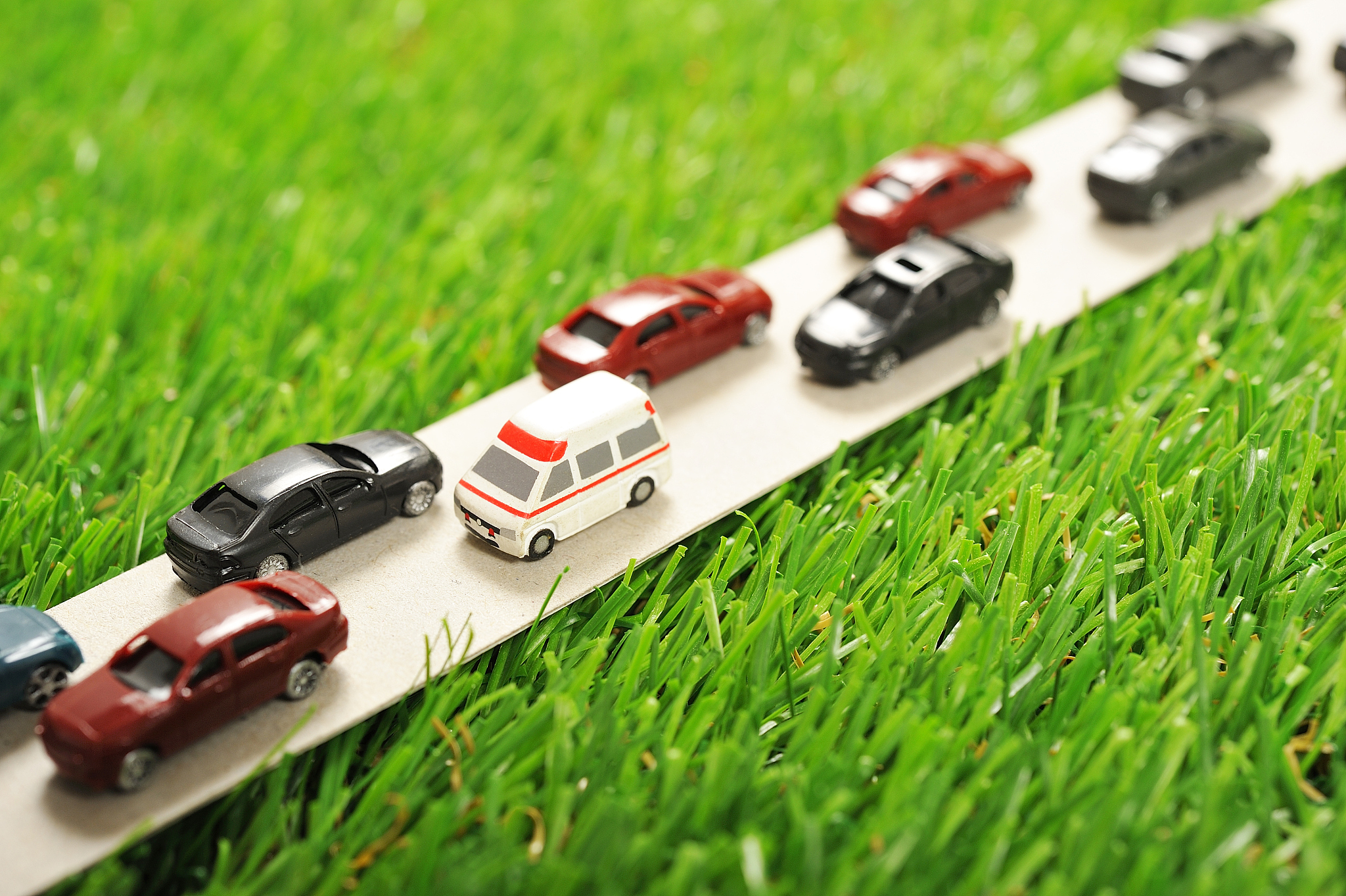 mini on a roll on the grass