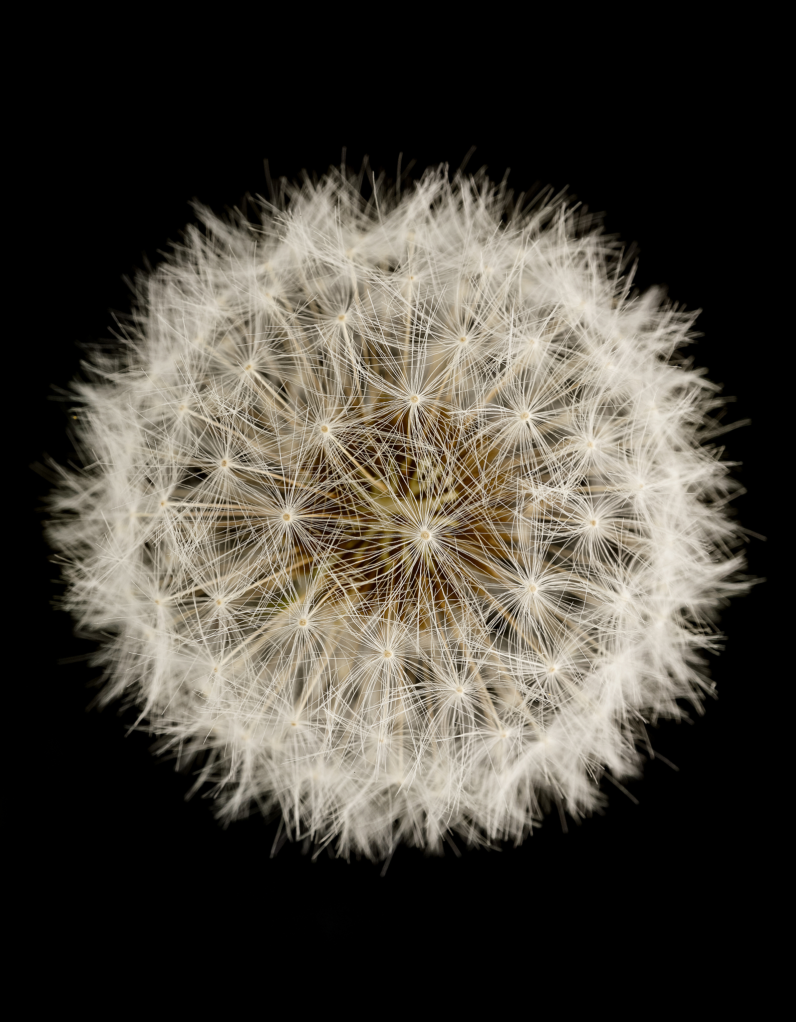 种子学与就业的课程中文结课论文