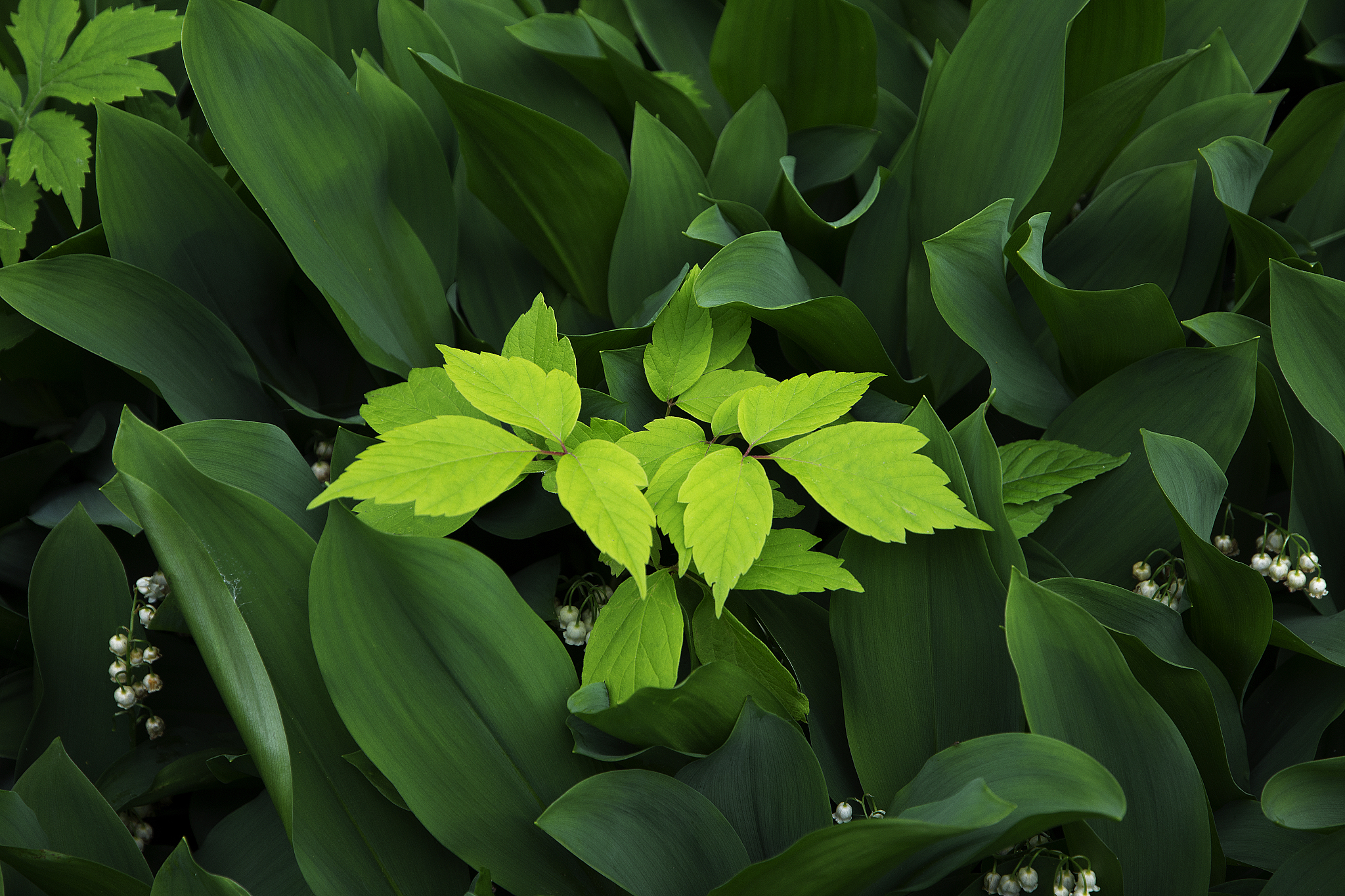 very light green leaves emerging among a different plant with da