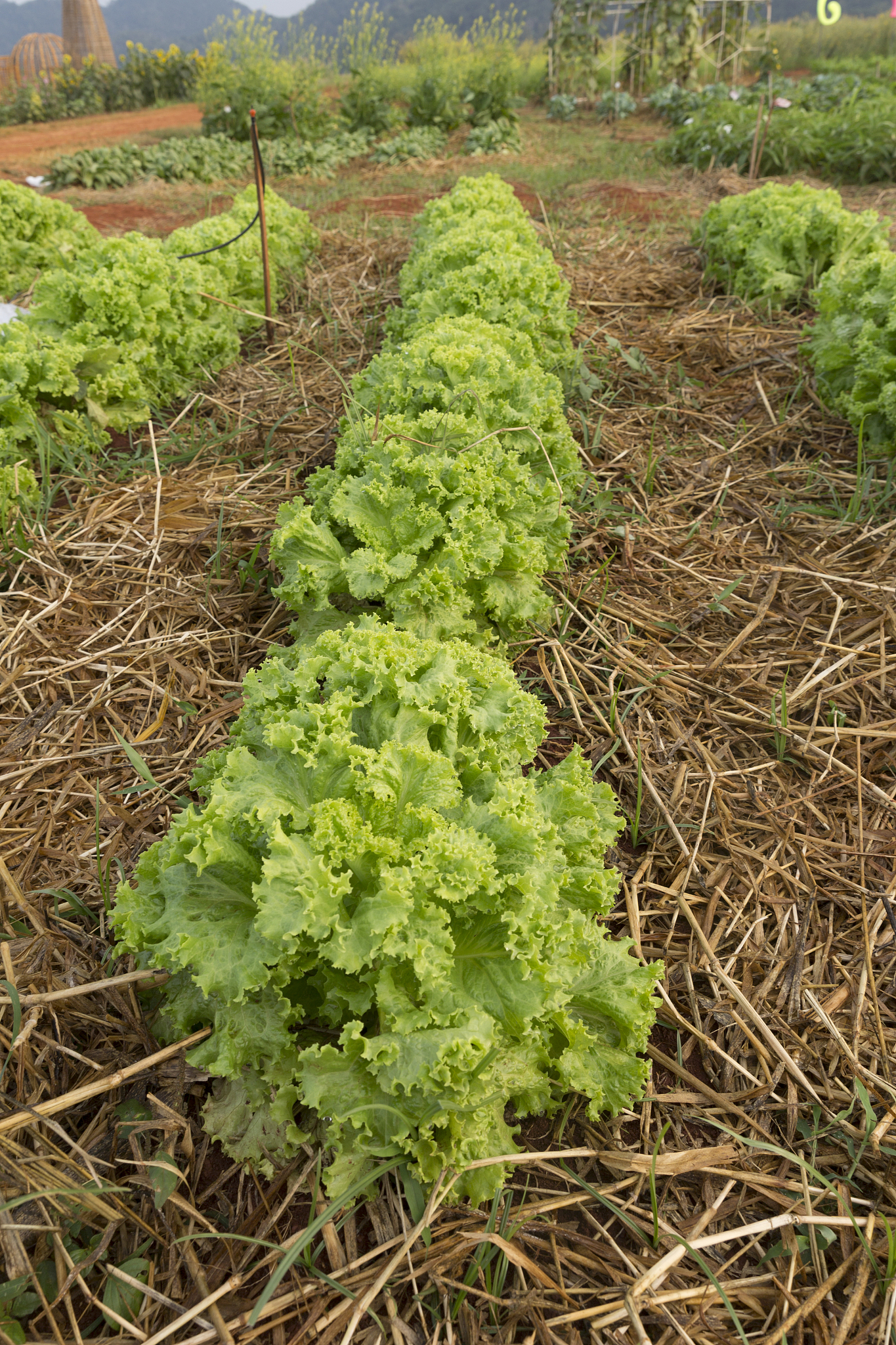 lettuces in the fields