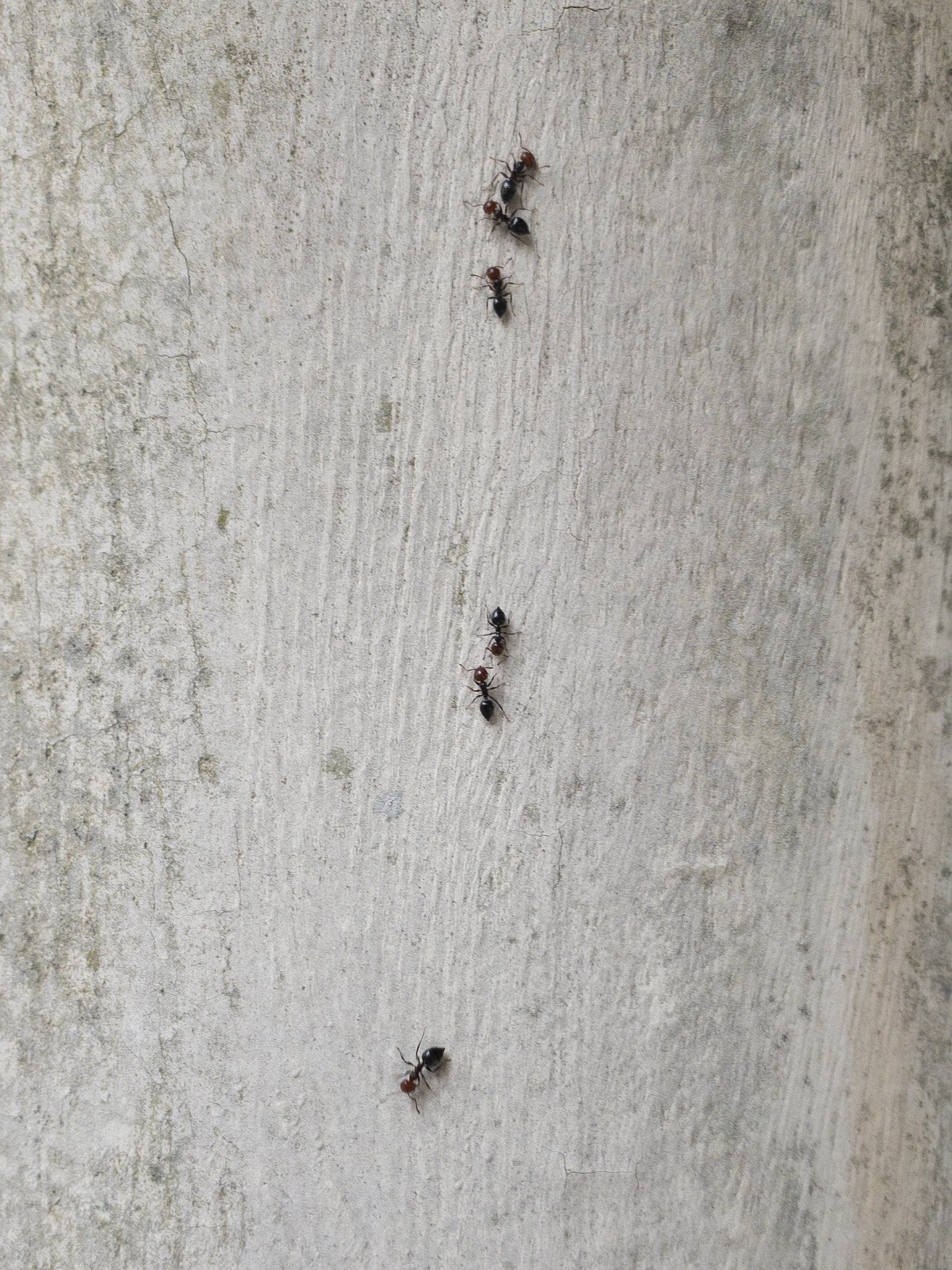close-up ants