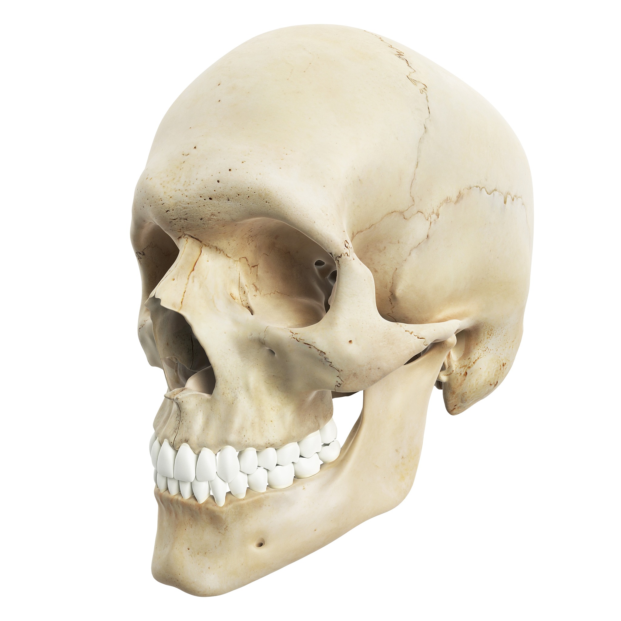 人体骨骼结构：206块骨骼组成框架