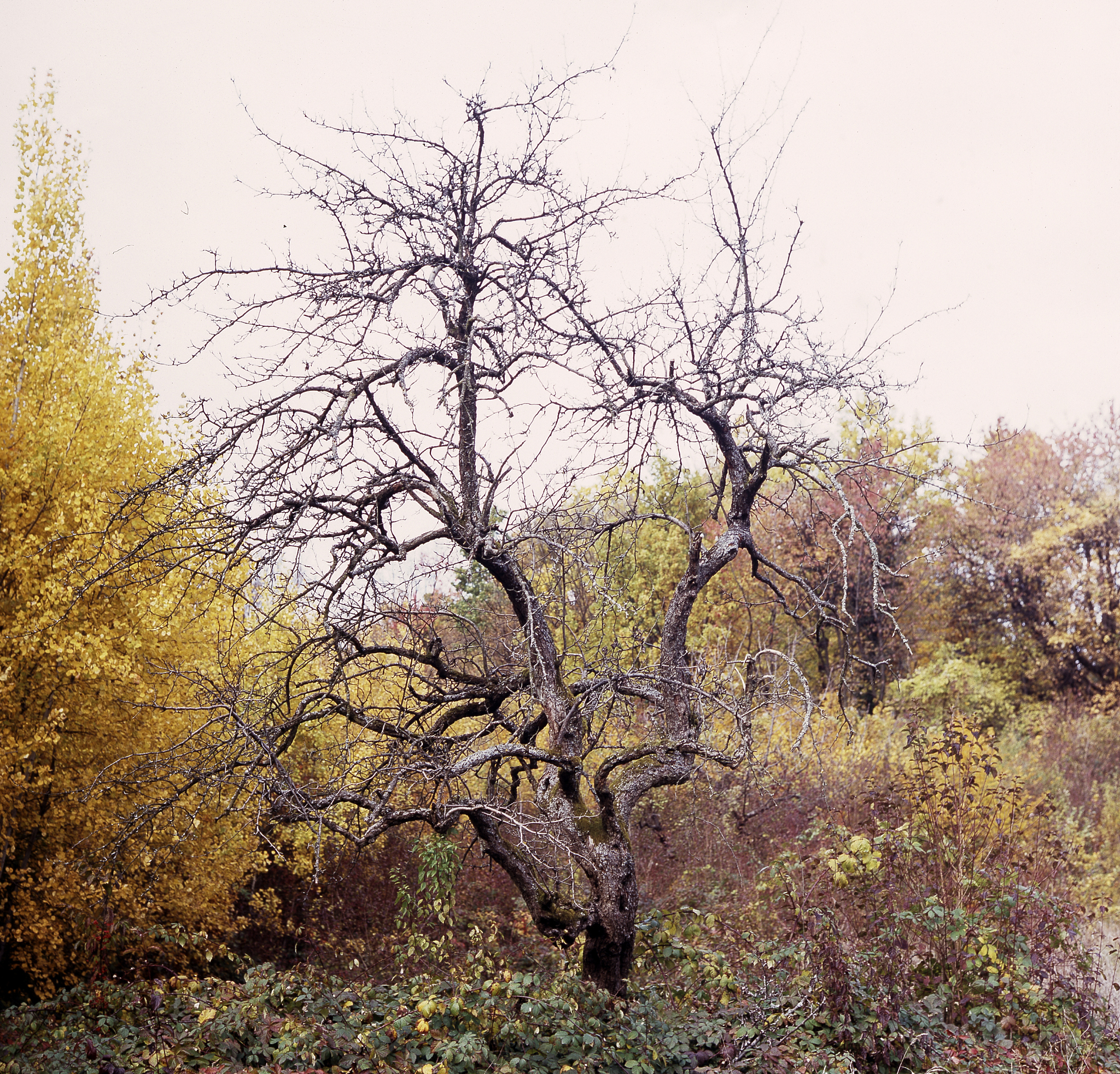 白居易《杏园中枣树》赏析：平凡生命中的诗意与哲理