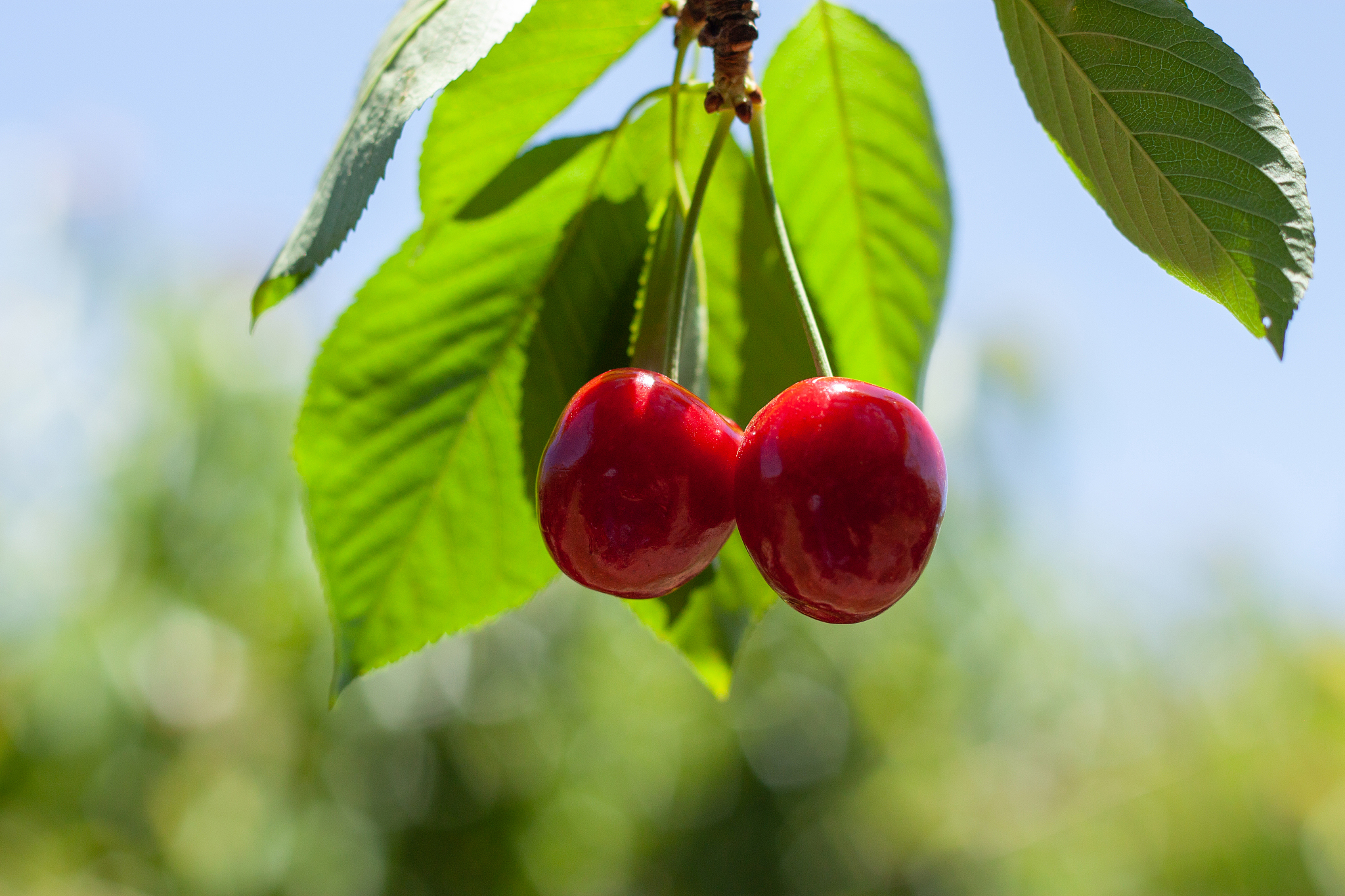 red ripe cherries hanging from a cherry tree branch.