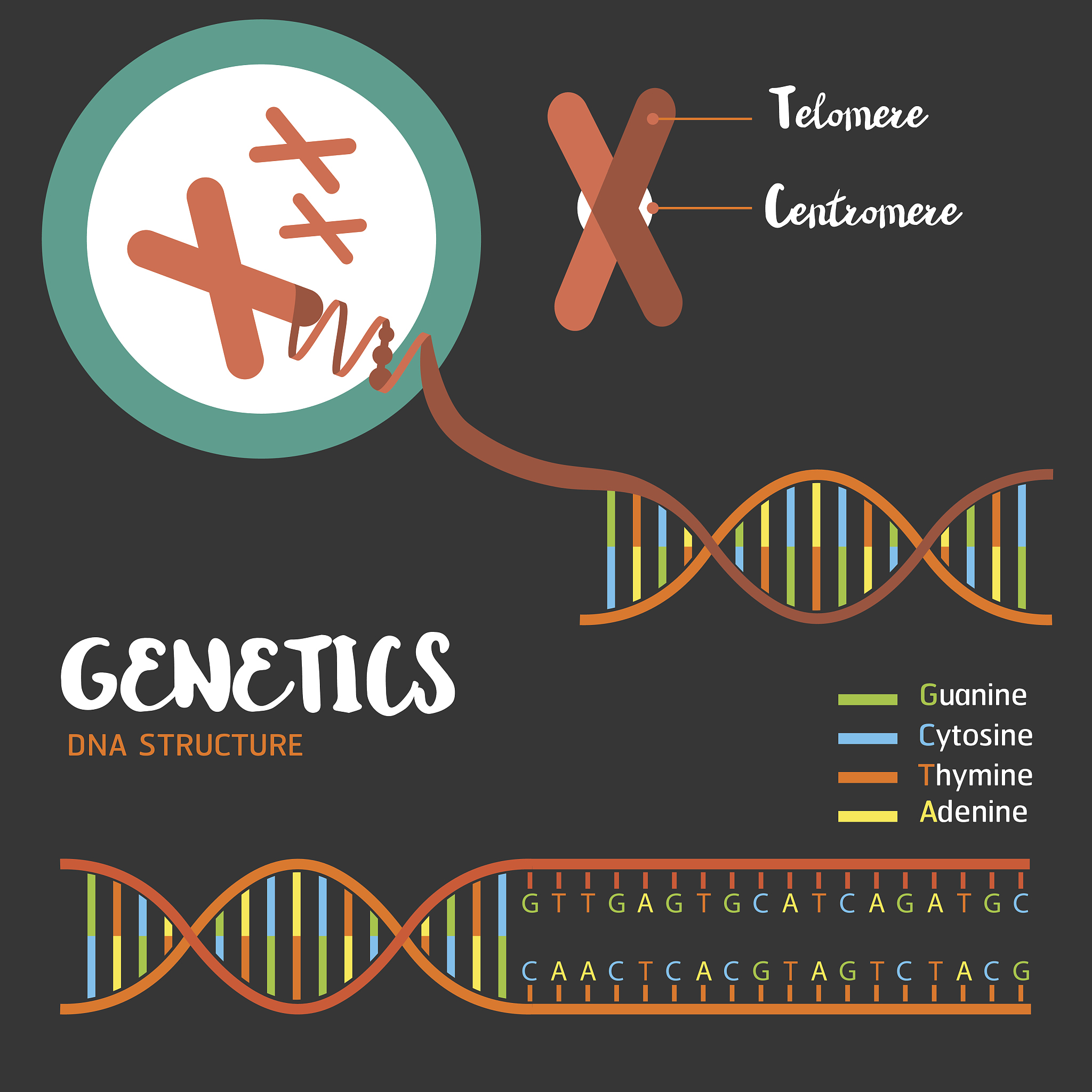 DNA Double Helix: The Molecule of Life Explained