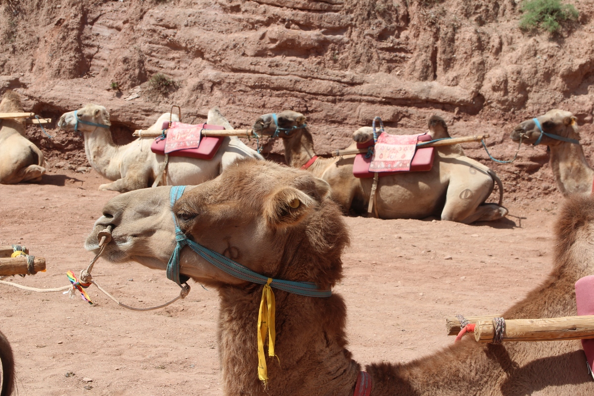介绍骆驼日志驼奶粉的优势